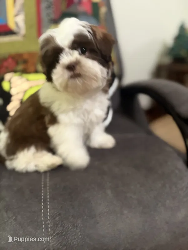 Maggie Mae – Shih Tzu puppy for sale in Asheboro, NC