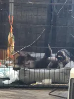 No name , a male Rottweiler for sale in Cochran, GA – Photo 7 of 10