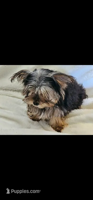 LiL Bella – Yorkshire Terrier puppy for sale in Howe, TX