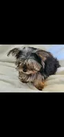 LiL Bella, a female Yorkshire Terrier for sale in Howe, TX – 1 of 1
