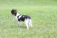 Otis, a male Japanese Chin for sale in Wheaton, MO – 10 of 10