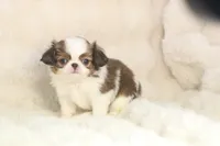 Mochi, a male Japanese Chin for sale in Wheaton, MO – 7 of 8
