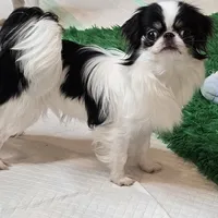 Micro Tiny Bitsy, a female Japanese Chin for sale in Wheaton, MO – Photo 1 of 6
