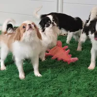 Micro Tiny Bitsy, a female Japanese Chin for sale in Wheaton, MO – Photo 6 of 6