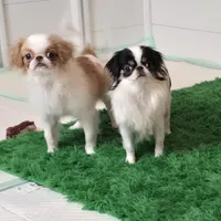 Micro Tiny Bitsy, a female Japanese Chin for sale in Wheaton, MO – Photo 3 of 6