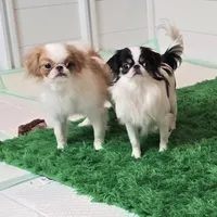 Micro Tiny Bitsy, a female Japanese Chin for sale in Wheaton, MO – Photo 4 of 6