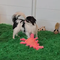 Micro Tiny Bitsy, a female Japanese Chin for sale in Wheaton, MO – Photo 2 of 6