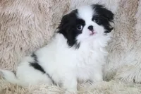 Asuka, a male Japanese Chin for sale in Wheaton, MO – Photo 3 of 10