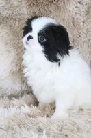 Asuka, a male Japanese Chin for sale in Wheaton, MO – Photo 4 of 10