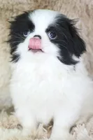 Asuka, a male Japanese Chin for sale in Wheaton, MO – Photo 9 of 10