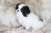 Asuka, a male Japanese Chin for sale in Wheaton, MO – Photo 7 of 10