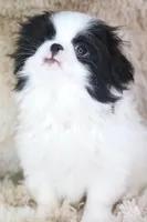 Asuka, a male Japanese Chin for sale in Wheaton, MO – Photo 8 of 10