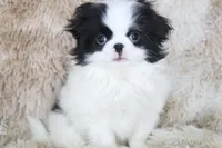 Asuka, a male Japanese Chin for sale in Wheaton, MO – Photo 1 of 10