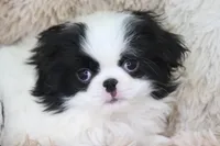 Asuka, a male Japanese Chin for sale in Wheaton, MO – Photo 5 of 10