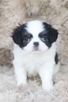Yumi, a female Japanese Chin for sale in Wheaton, MO – Photo 6 of 8