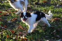 Yumi, a female Japanese Chin for sale in Wheaton, MO – Photo 4 of 8