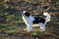 Yumi, a female Japanese Chin for sale in Wheaton, MO – Photo 2 of 8