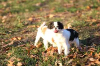 Yumi, a female Japanese Chin for sale in Wheaton, MO – Photo 3 of 8