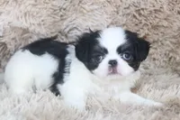 Yumi, a female Japanese Chin for sale in Wheaton, MO – Photo 5 of 8