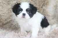 Yumi, a female Japanese Chin for sale in Wheaton, MO – Photo 7 of 8