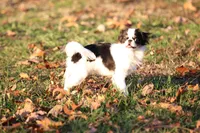 Yumi, a female Japanese Chin for sale in Wheaton, MO – Photo 1 of 8