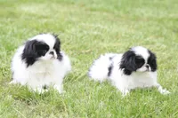 Cricket, a female Japanese Chin for sale in Wheaton, MO – Photo 4 of 6