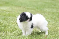 Cricket, a female Japanese Chin for sale in Wheaton, MO – Photo 5 of 6