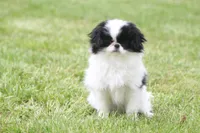 Cricket, a female Japanese Chin for sale in Wheaton, MO – Photo 2 of 6