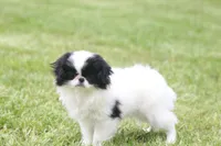 Cricket, a female Japanese Chin for sale in Wheaton, MO – Photo 1 of 6