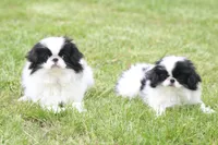 Cricket, a female Japanese Chin for sale in Wheaton, MO – Photo 6 of 6