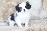 Chika, a female Japanese Chin for sale in Wheaton, MO – Photo 4 of 5