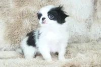Chika, a female Japanese Chin for sale in Wheaton, MO – Photo 3 of 5