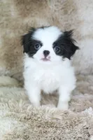 Chika, a female Japanese Chin for sale in Wheaton, MO – Photo 2 of 5