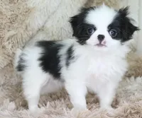 Chika, a female Japanese Chin for sale in Wheaton, MO – Photo 1 of 5