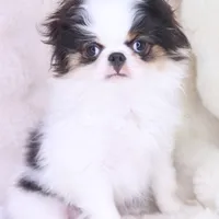 Takashi, a male Japanese Chin for sale in Wheaton, MO – Photo 3 of 6