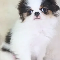 Takashi, a male Japanese Chin for sale in Wheaton, MO – Photo 4 of 6