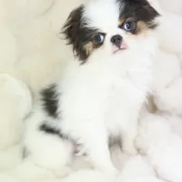 Takashi, a male Japanese Chin for sale in Wheaton, MO – Photo 1 of 6