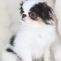 Takashi, a male Japanese Chin for sale in Wheaton, MO – Photo 2 of 6