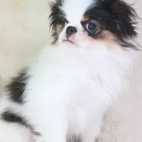 Takashi, a male Japanese Chin for sale in Wheaton, MO – Photo 6 of 6