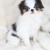 Takashi, a male Japanese Chin for sale in Wheaton, MO – Photo 5 of 6