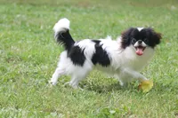 Mosley, a male Japanese Chin for sale in Wheaton, MO – 1 of 7