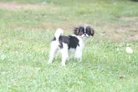 Otis, a male Japanese Chin for sale in Wheaton, MO – 9 of 10
