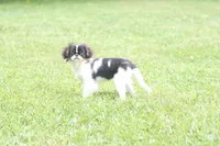 Otis, a male Japanese Chin for sale in Wheaton, MO – 4 of 10