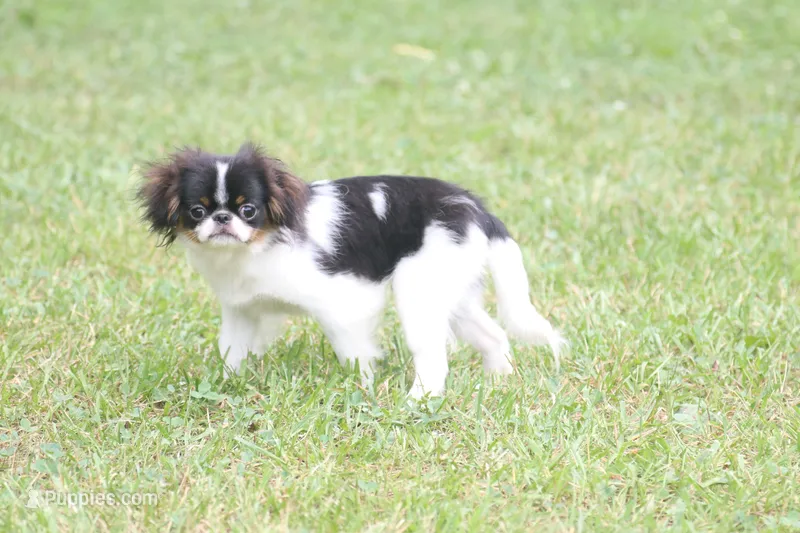 Otis – Japanese Chin puppy for sale in Wheaton, MO