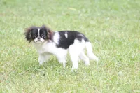 Otis, a male Japanese Chin for sale in Wheaton, MO – 1 of 10