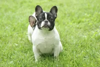 Fendi-Coco, a female French Bulldog for sale in Wheaton, MO – Photo 5 of 10