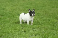Fendi-Coco, a female French Bulldog for sale in Wheaton, MO – Photo 9 of 10