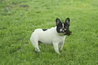 Fendi-Coco, a female French Bulldog for sale in Wheaton, MO – Photo 1 of 10