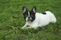 Fendi-Coco, a female French Bulldog for sale in Wheaton, MO – Photo 10 of 10