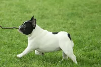 Fendi-Coco, a female French Bulldog for sale in Wheaton, MO – Photo 6 of 10